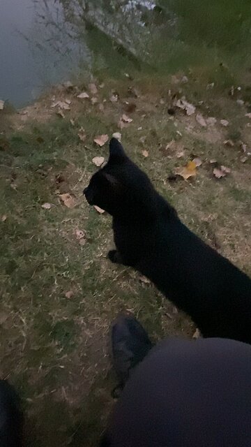 he’s watching bats