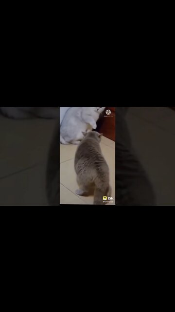 नया मजेदार वीडियो 2022, Cat funny videos, cat tiktok, cat zilli, cat video, cat training