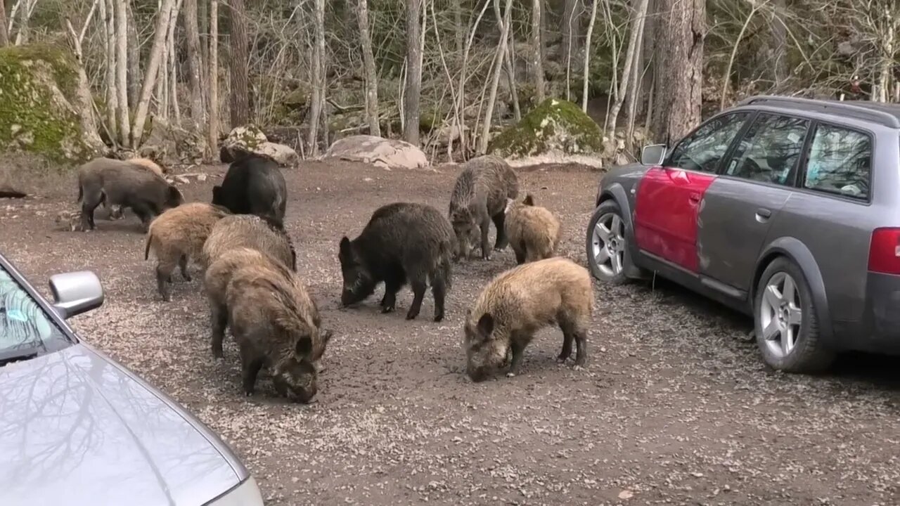 My TINY WILD PIG is so CUTE and MY CATS are NOT a bit AFRAID