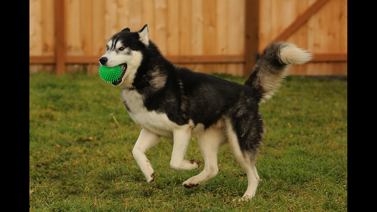 baby husky howling cute