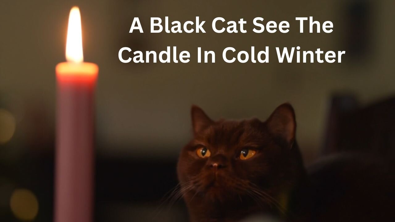 A Black Cat See The Candle In Cold Winter