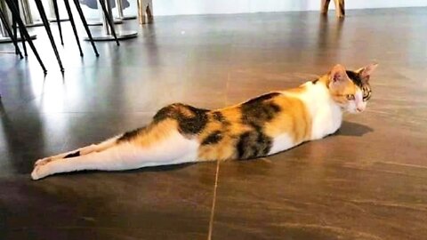 Funniest Cats 😹 - Don't try to hold back Laughter 😂 - Funny Cats Hack - 20