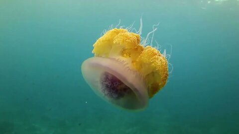 Yellow Jellyfish