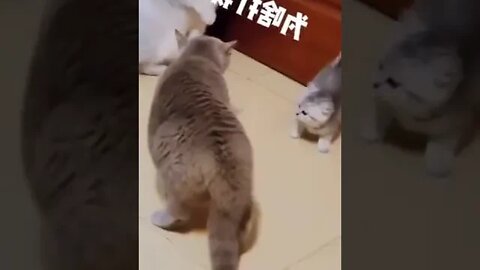 New Farlight 84 Syfer شخصية اصبحت خارقة