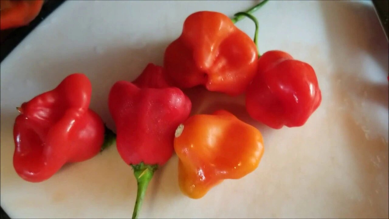 Peppy Pepper Raw Chutney: Piri Piri