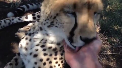 Cheetahs Being Friendly
