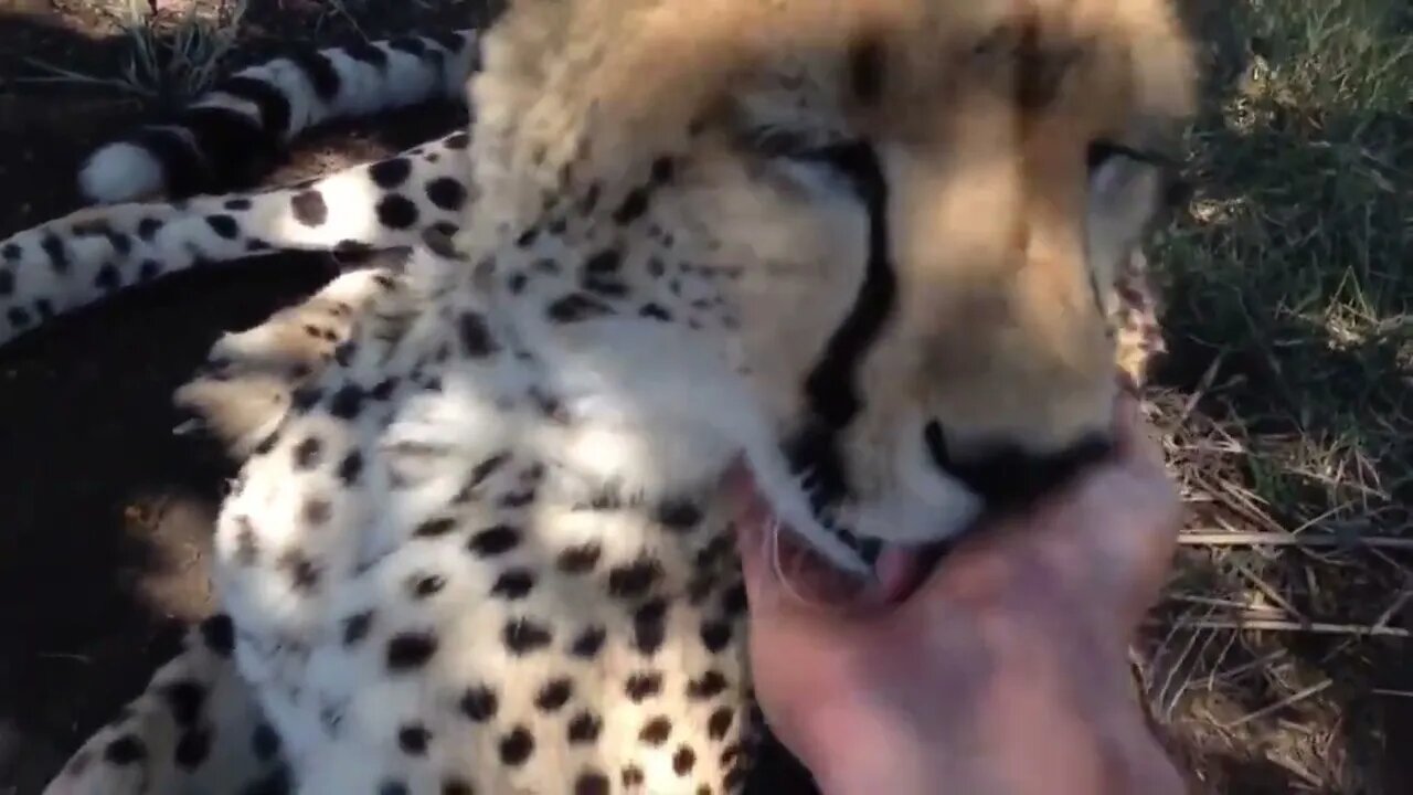 Cheetahs Being Friendly