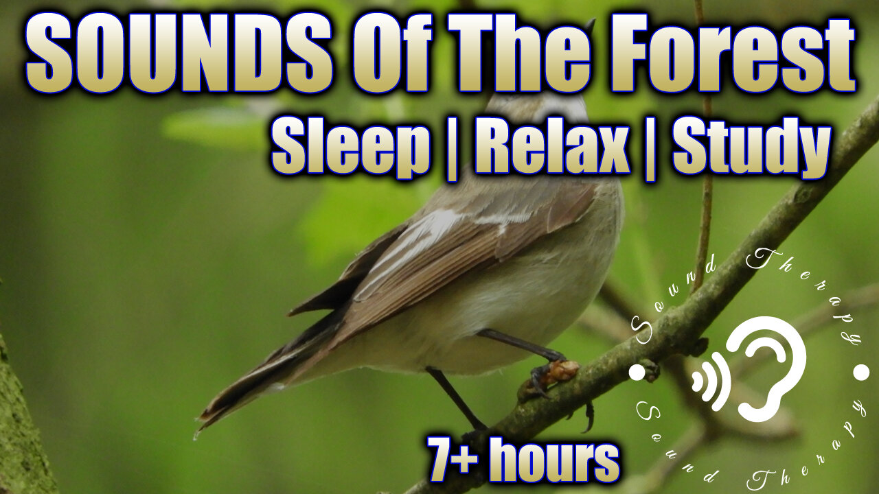 FALL into a DEEP SLEEP with sounds of the FOREST!! Black Screen!