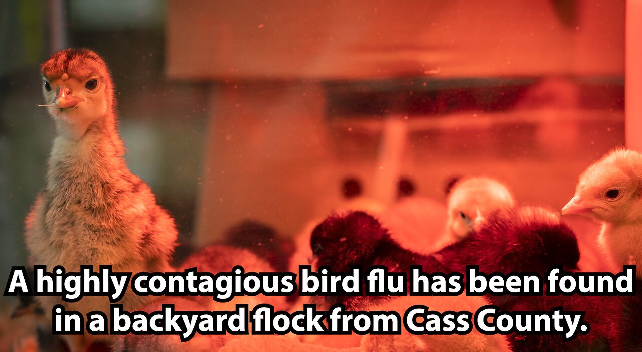 A highly contagious bird flu has been found in a backyard flock from Cass County.