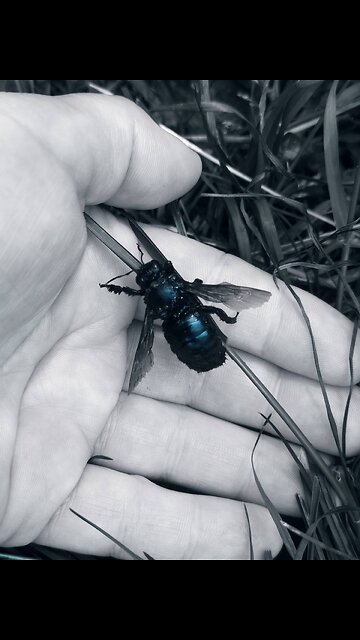 Luna and and an unusual Black Bee