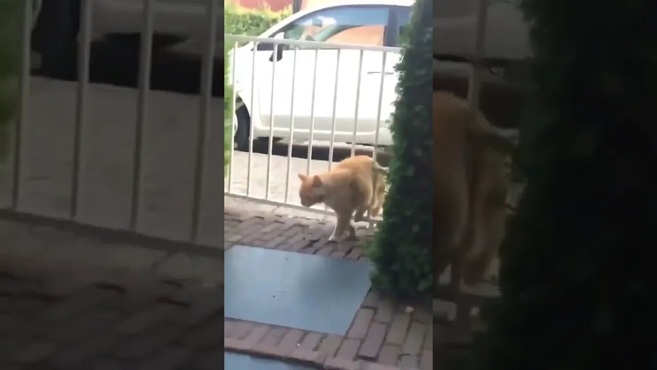 O verdadeiro bola de pelo😂😂 #shorts