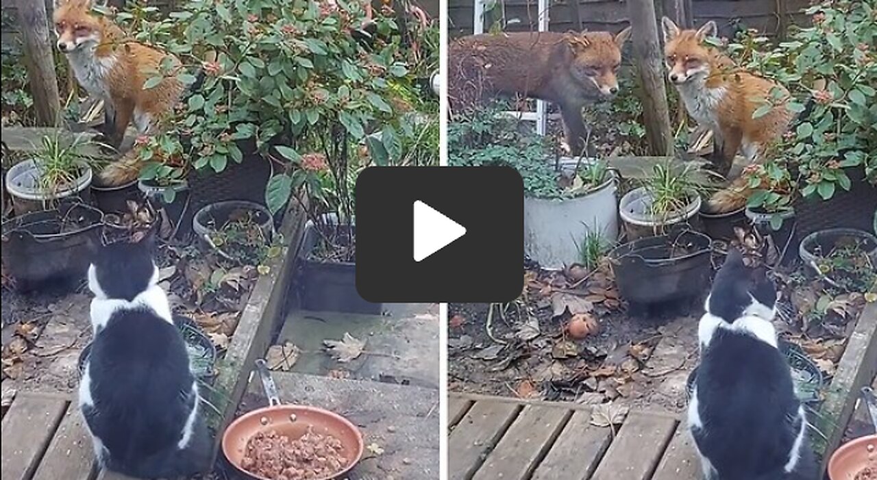 A family of foxes wait patiently for this cat to allow them to eat their dinner. Priceless!