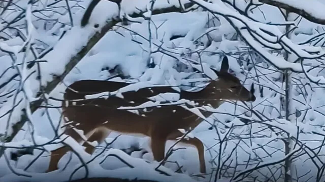 Whitetails In The SNOW!!!