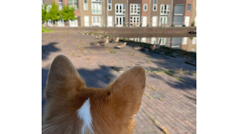 Dutch corgi prefer bike