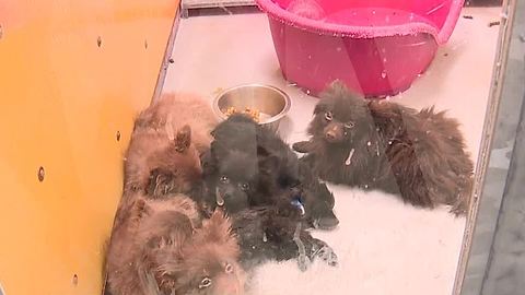 164 Pomeranians available for adoption today at Golden Knights practice