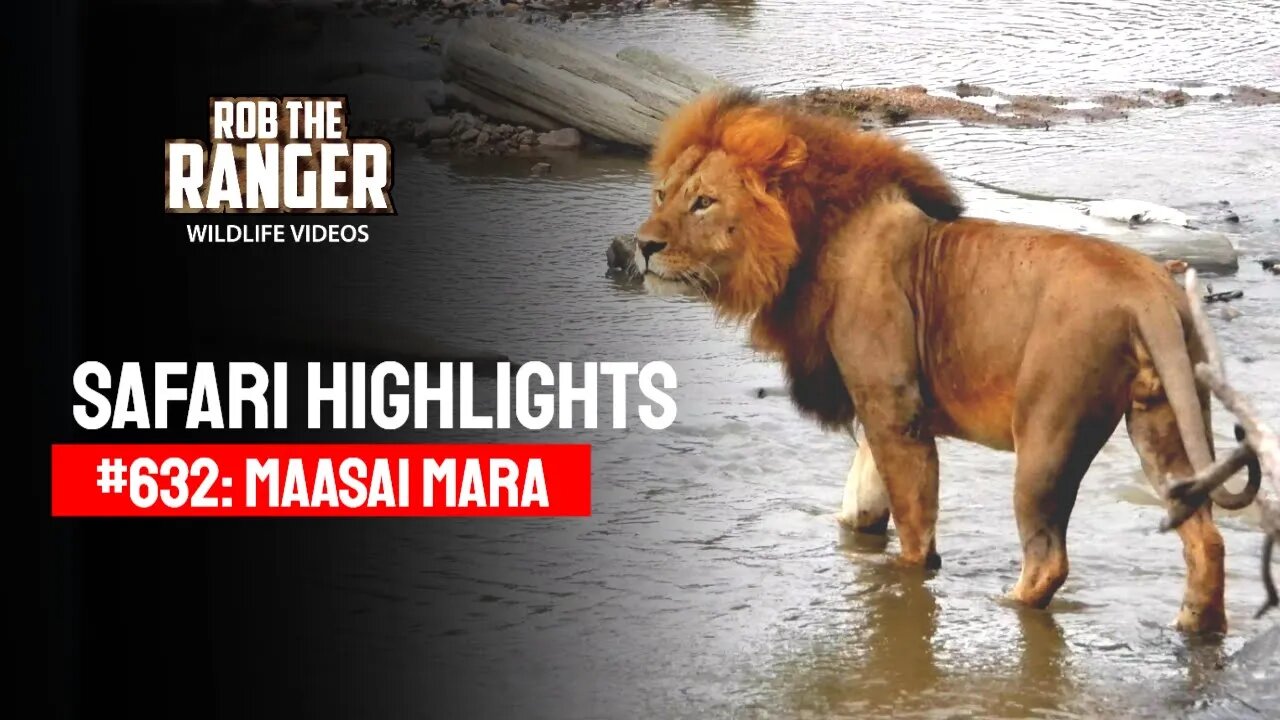 Safari Highlights #632: 9th September 2021 | Maasai Mara/Zebra Plains | Latest Wildlife Sightings