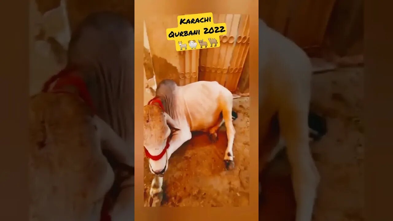 #Karachi #Qurbani #2022 #Short #AisAll
