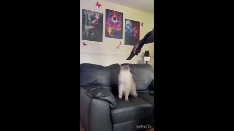 I’ve been vacuum cleaning my cat for 10 years