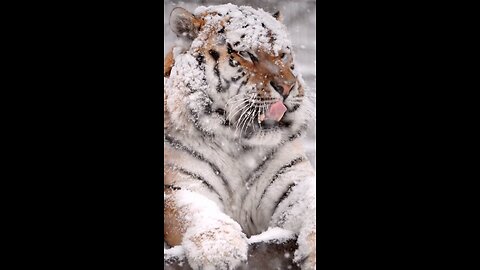 The snow and Tiger🐯