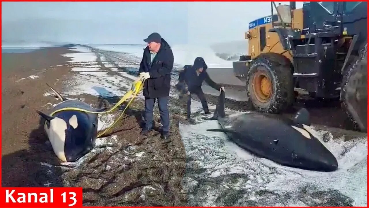 Rescuers in Russia are try to save a beached orca