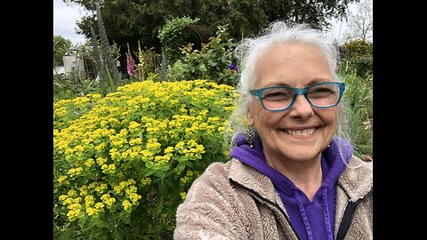 3 different Euphorbias in bloom + 1 in a pot🪴 x2 growing in the Garden🌿 & Micro-climate Musings🫶