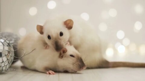 Christmas concept with white rats among holiday decorations, small silver balls and blinking lights