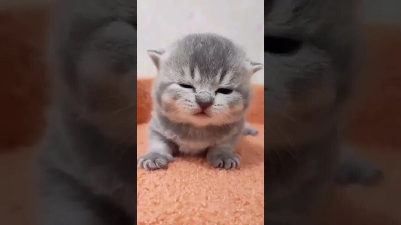 Cat crying