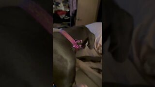Gross! #shorts #dogs #love