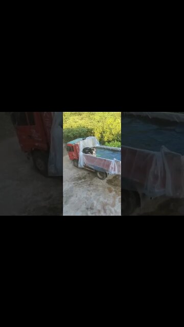 Proper use of the truck 🚒😁 #shorts #pool #truck #funny