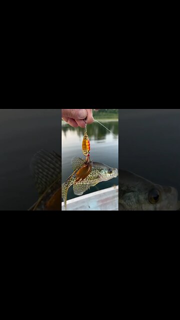 “Got your Back” Fishing #crappie #freshwaterfish