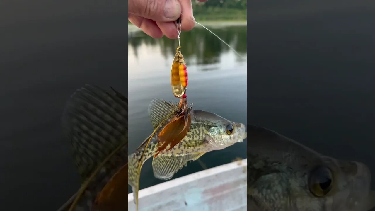 “Got your Back” Fishing #crappie #freshwaterfish