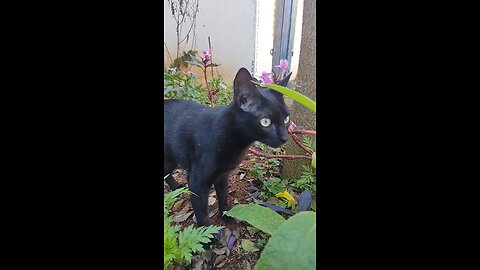 Lola e Tunico e Duplinha de Pretinhos que tenho em casa