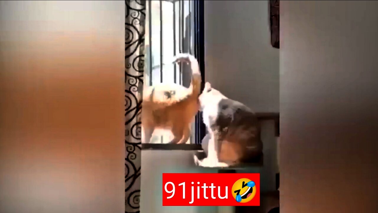 Cat funny video 😂🤣 #cat #funny #funnyvideo #comedy