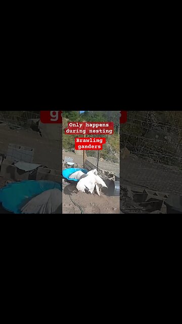 Fighting ganders during breeding season #geese #pilgrimgeese no injuries.