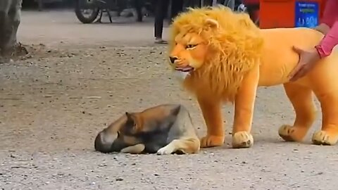 fake Lion and Fake Tiger Prank To dog