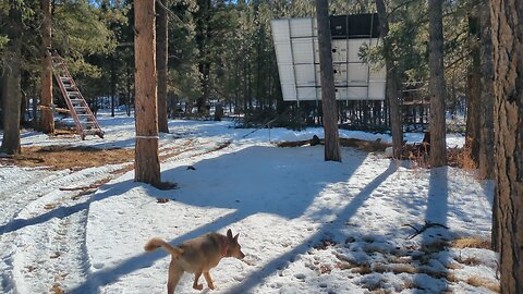 deer at the land