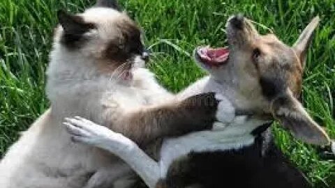 Funny Animals Short Video Compilation #8