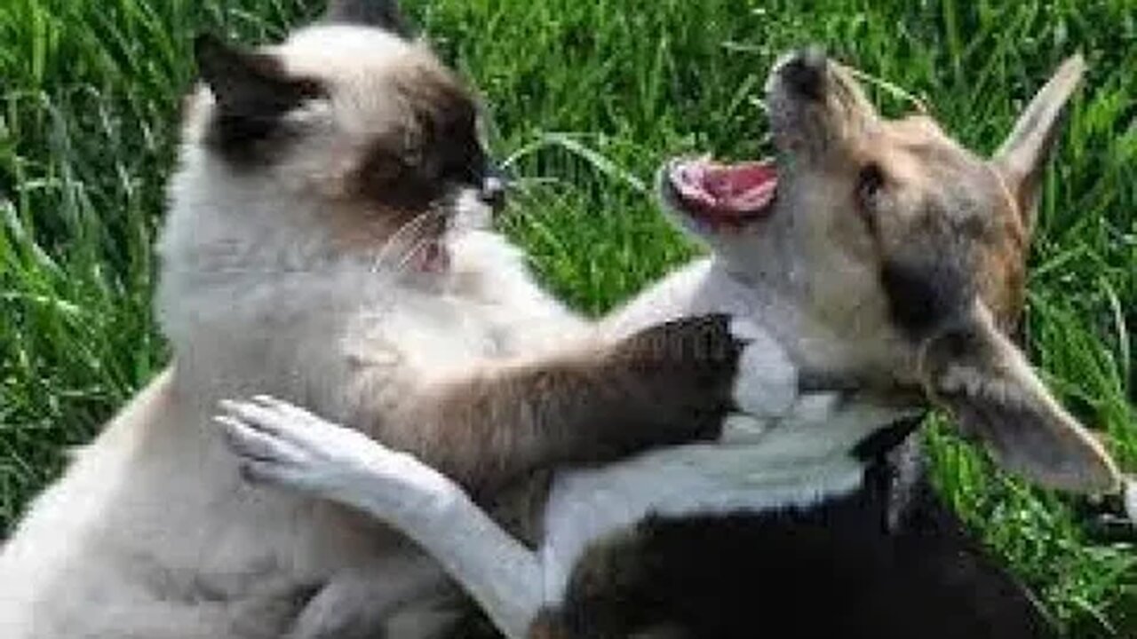 Funny Animals Short Video Compilation #8