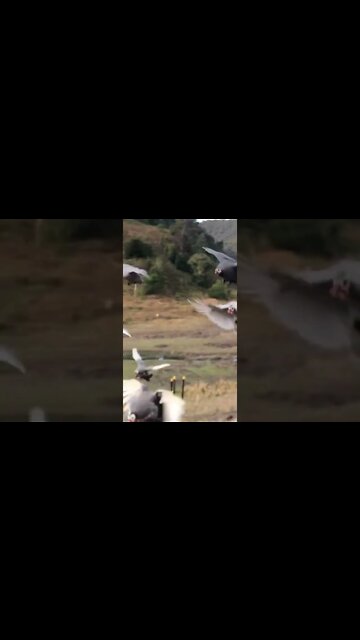 Yes guinea fowl can fly!!