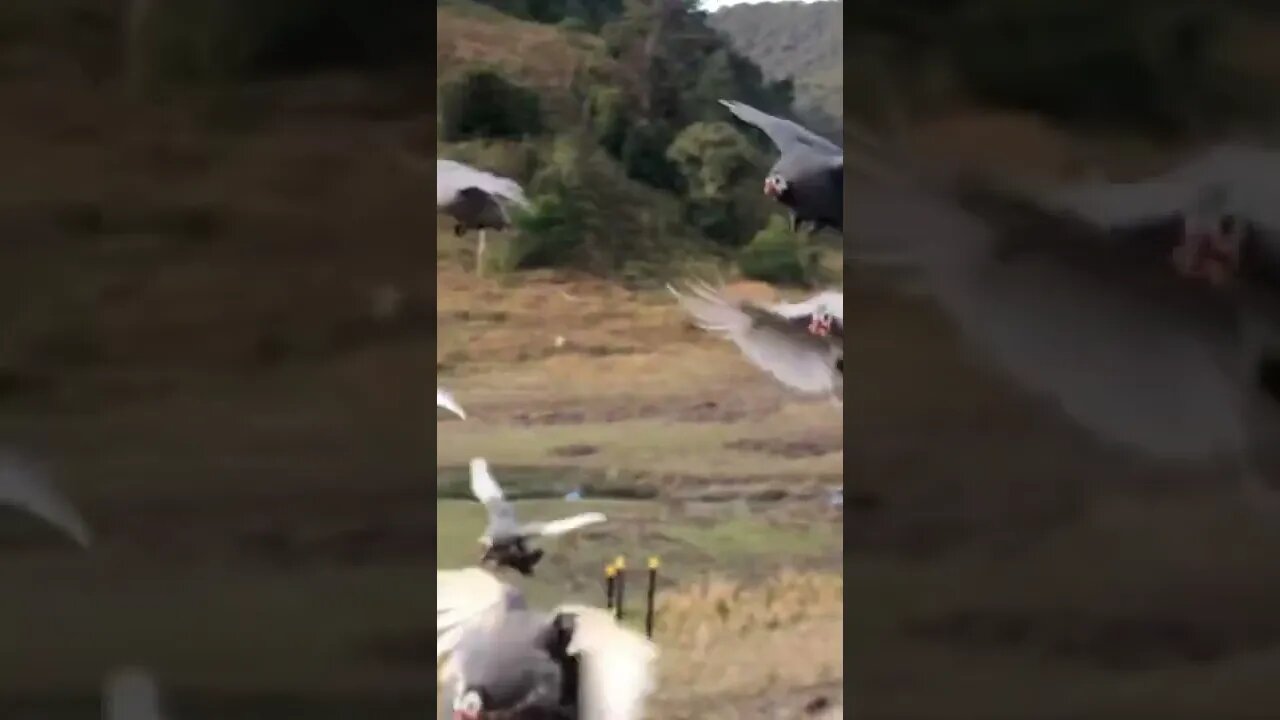 Yes guinea fowl can fly!!