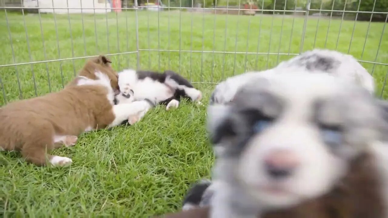 Cute little puppies playfight on grass in an enclosure - top closeup