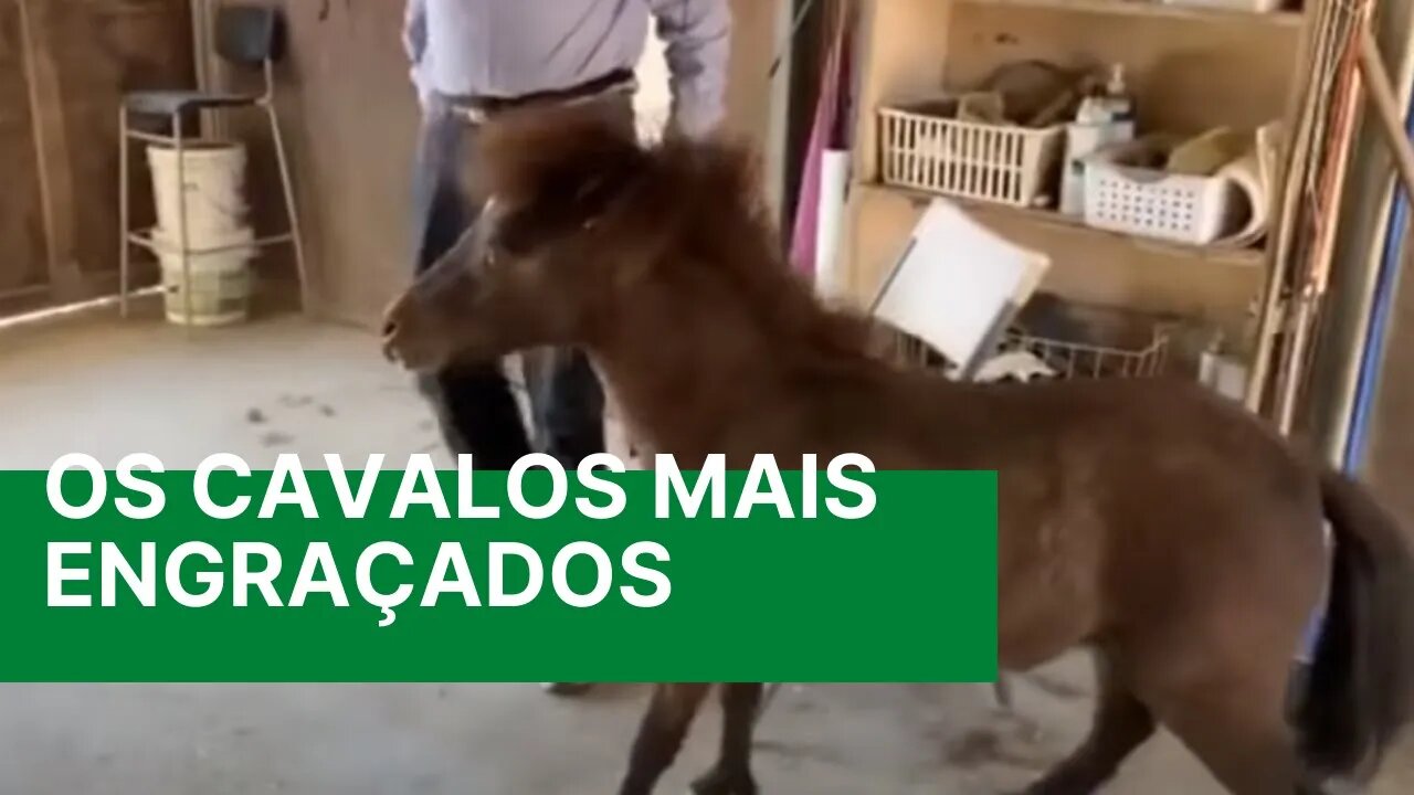 Os Cavalos mais engraçados - Video Story Engraçados