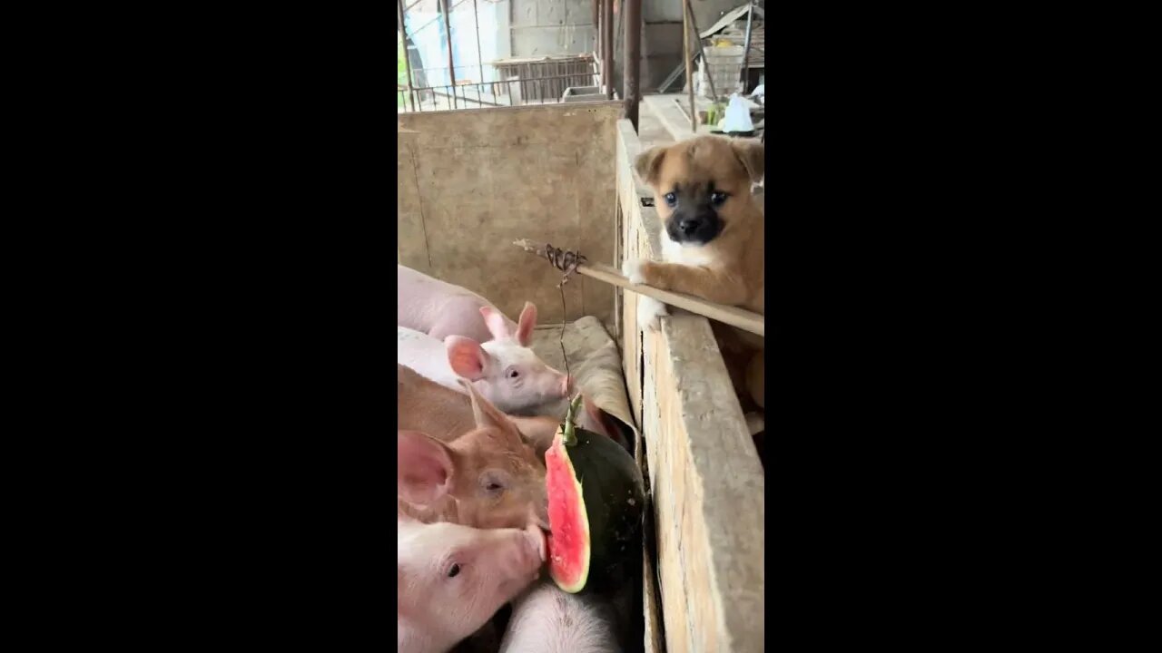 Dogs help their masters feed pigs