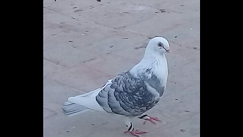 Pigeons