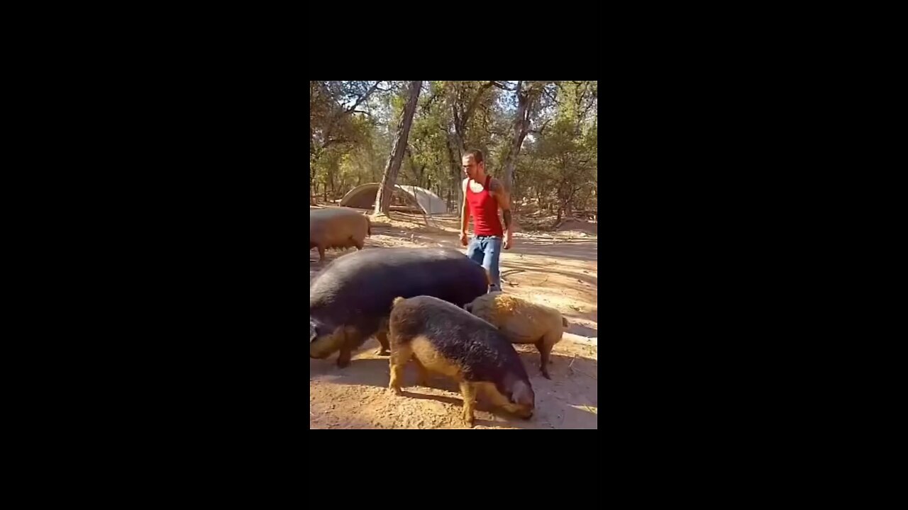 funny pig run