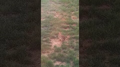 Rabbit in the Yard