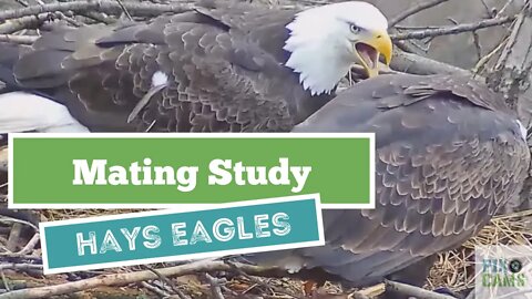 Hays Eagles Mating in the nest 2022 01 14 9:44AM