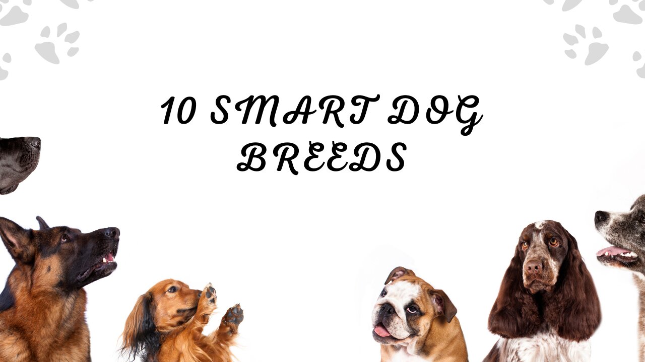 Top 10 Smartest Dog Breeds