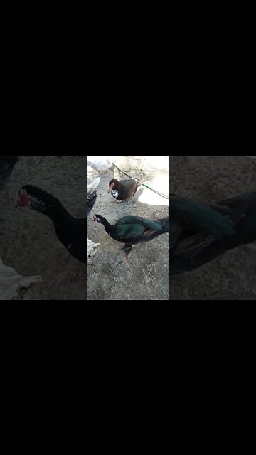 A few Muscovy Drakes and Ducks