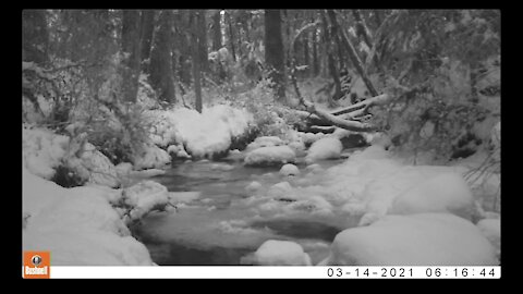 A Creek in the Timber, Late Winter 2021